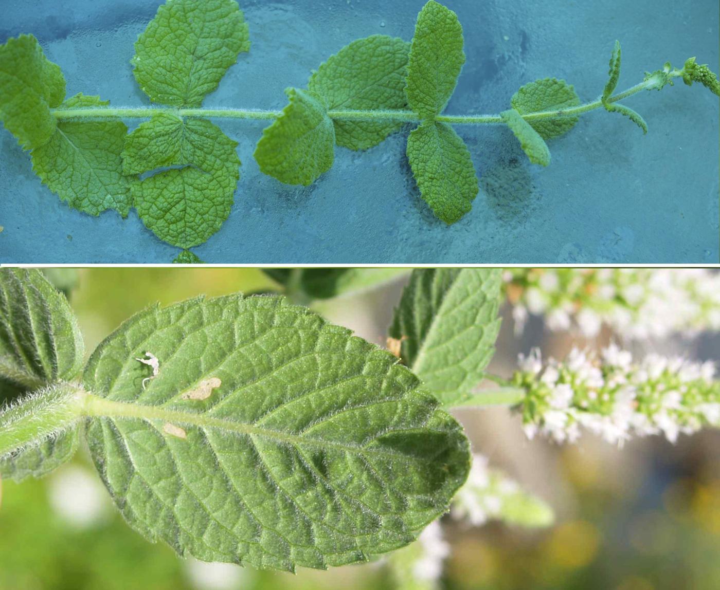 Mint, Apple leaf